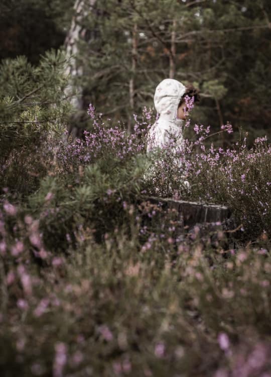 Kleines Mädchen in lila Lila blühender Heide am fränkischen Dünenweg