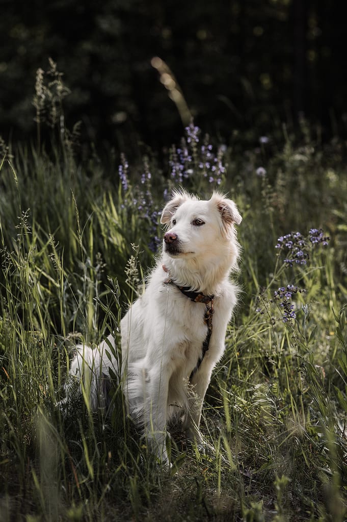 Weißer Hund sitzt aufmerksam in einer blühenden Sommerwiese – Familienshooting mit Hund am Fränkischen Dünenweg.