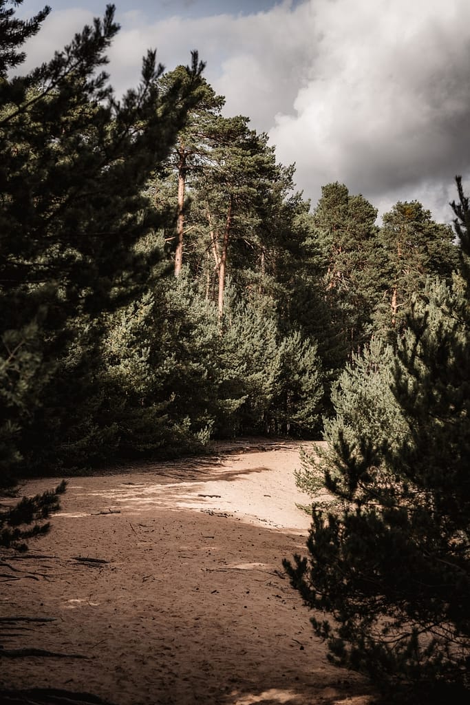 Blick auf den fränkischen Dünenweg umgeben von Kiefernwald