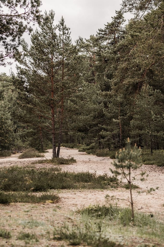 Sandiger Dünenweg in Franken inmitten von Kiefernwald