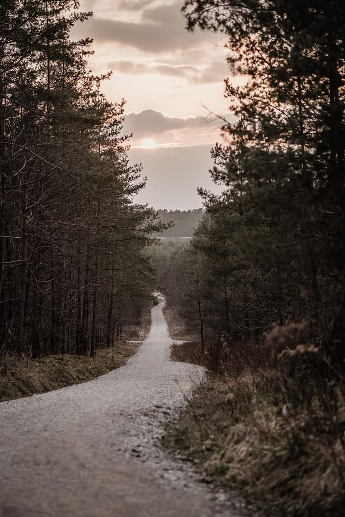 Weg zur Sanddüne am fränkischen Dünenweg inmitten von Kiefernwald. Die Natur ist in wärmen Sonnenuntergangslicht getaucht.