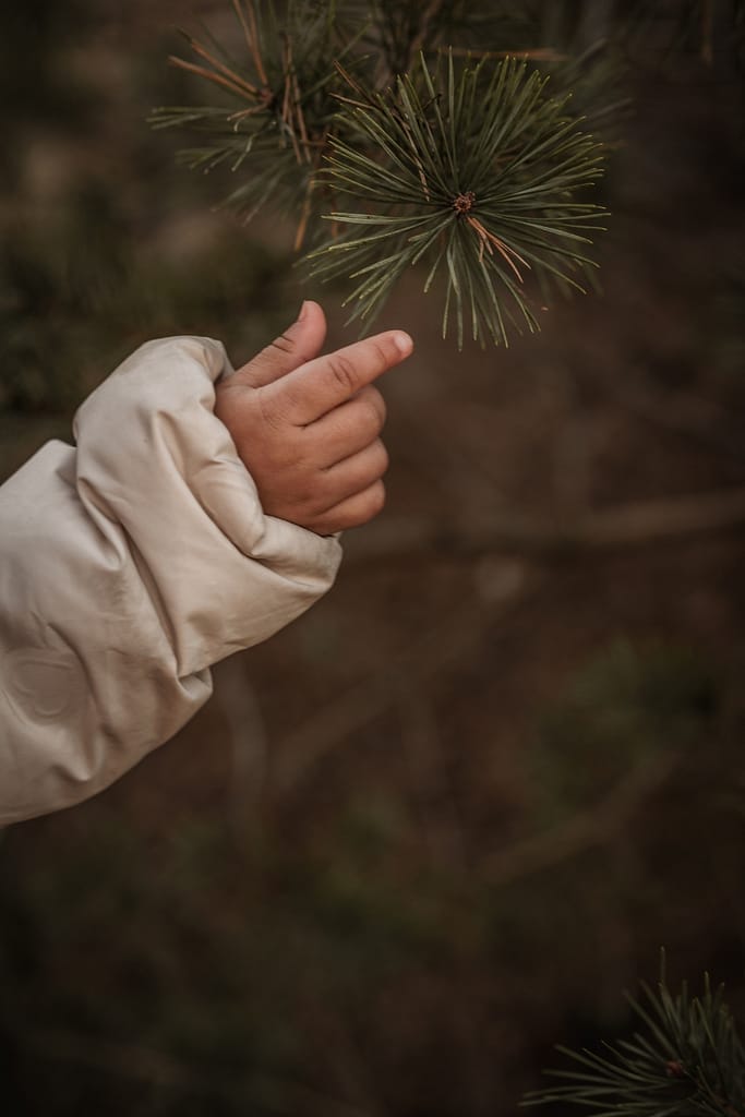 Nahaufnahme einer Kinderhand. Es ist Winter ohne Schnee. Die kleinen Finder strecken sich nach einem Kiefernnadelzweig aus.